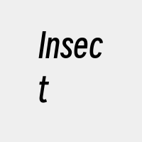 Insect